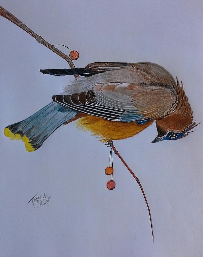 Bird Drawing - The Waxwing  by Tony Clark