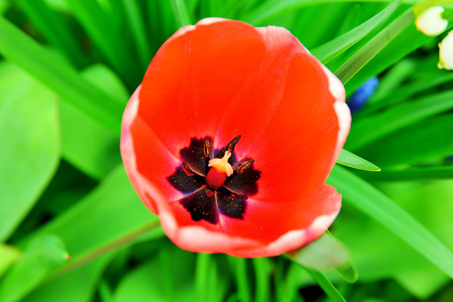 The Way A Tulip Smiles Photograph