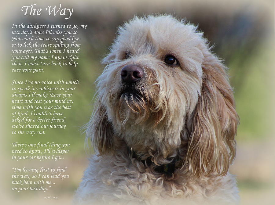 The Way Golden Doodle Photograph by Sue Long