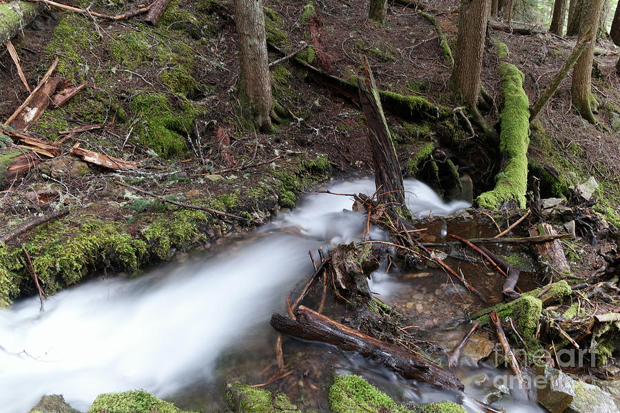 The way of a forest stream Photograph by Jeff Swan