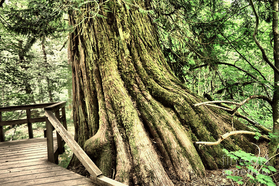 The way of roots Photograph by Jeff Swan