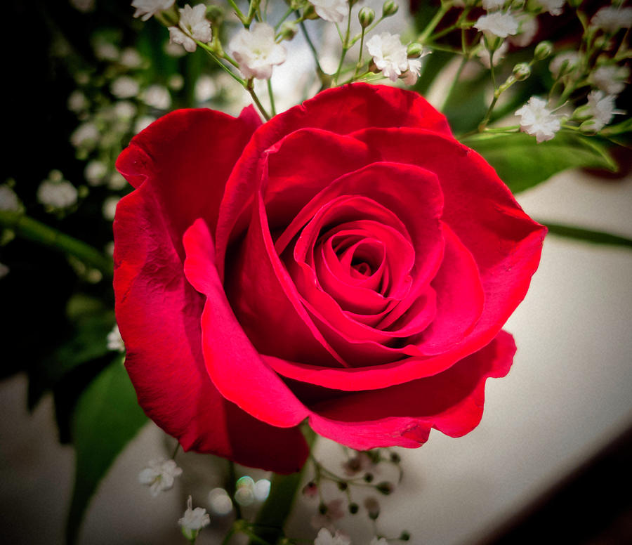 Rose Photograph - The Way to My Heart by Phyllis Taylor