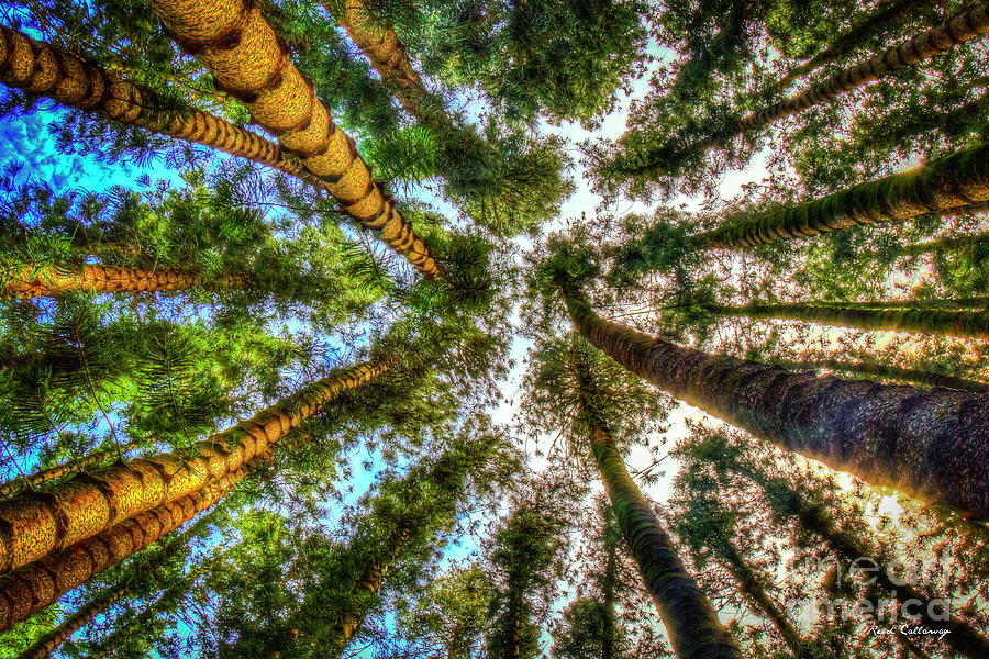 The Way Up Cook Pines Oahu Hawaii Collection Art Photograph