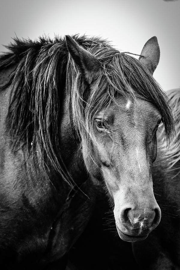 Horse Photograph - The Weary Kind  by Laine Smith