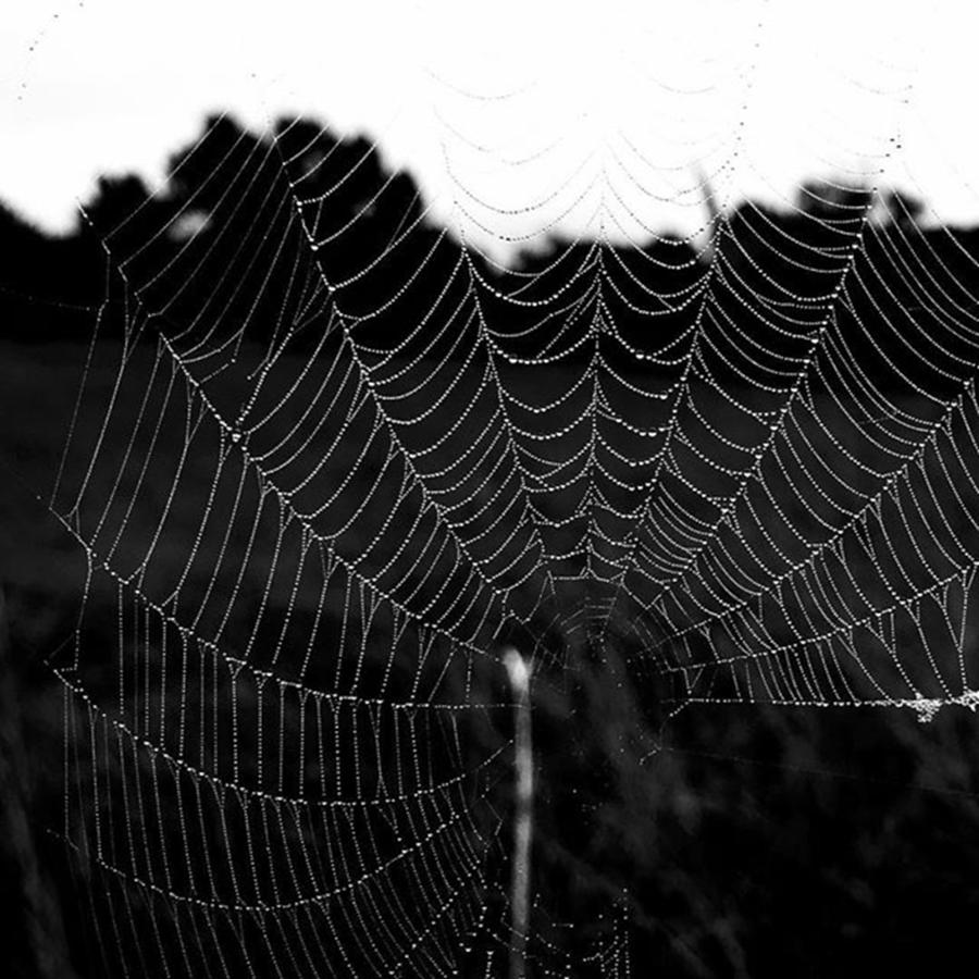 Bnw Photograph - The Web by Adam Graser