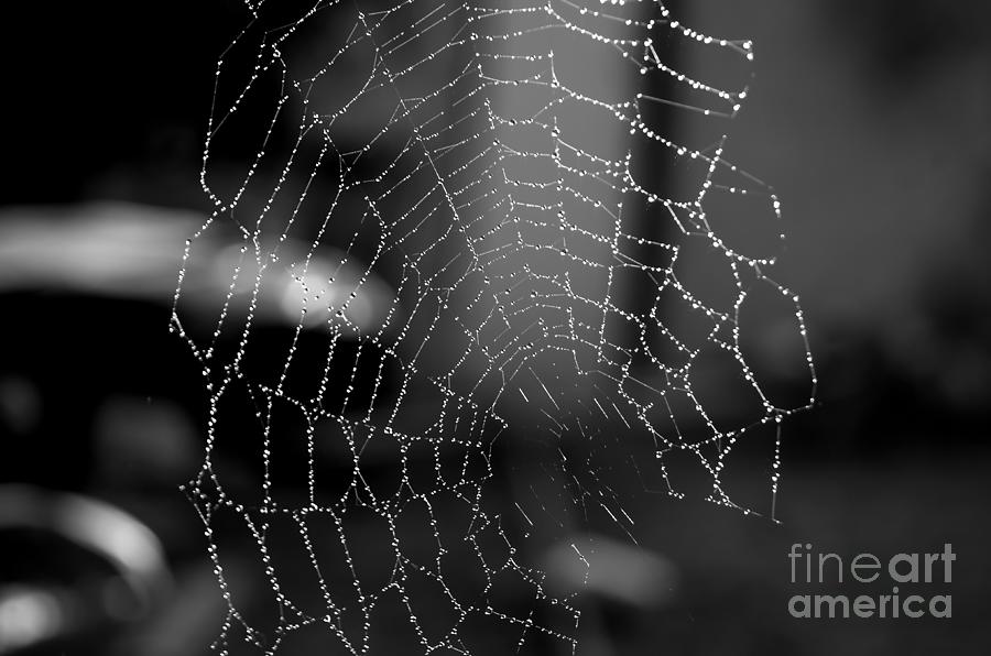 The Web Photograph by Michelle Meenawong
