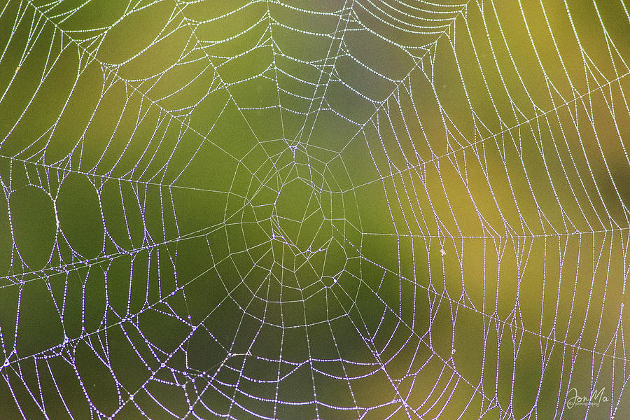 Spider Web Photograph - The Web of Life by Jon Ma