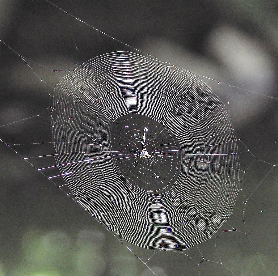 The Web Photograph by Paul Ross