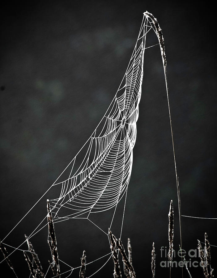The Web Photograph by Tom Cameron