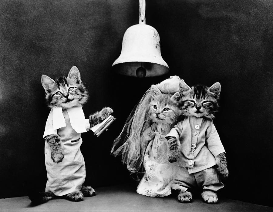 The Wedding Cats - Harry Whittier Frees Photograph by War Is Hell Store