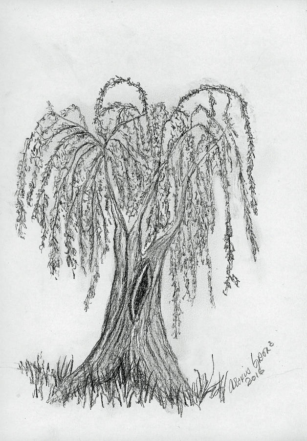 The Weeping Tree Drawing by Alexis Grone - Fine Art America