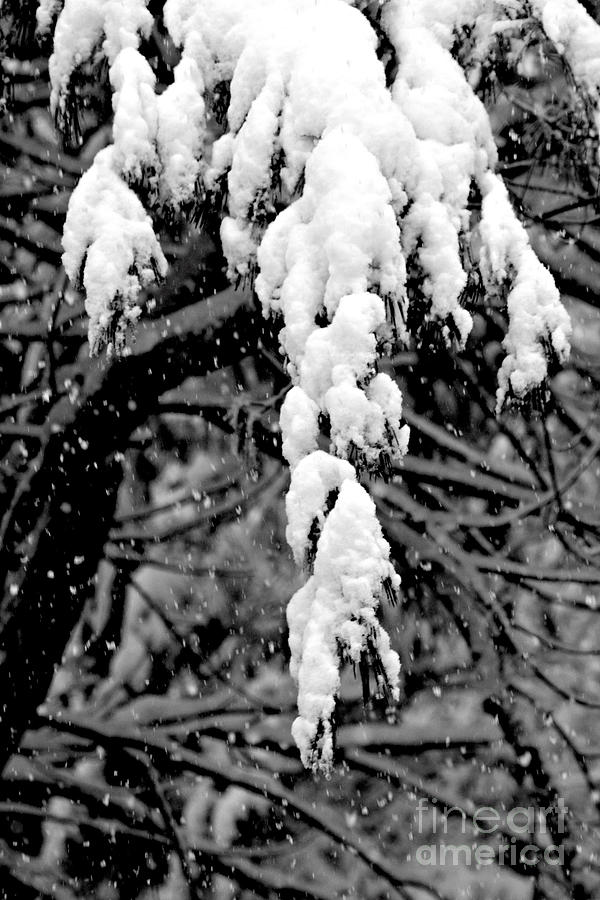 Black And White Photograph - The Weight Of Winter by Barbara S Nickerson