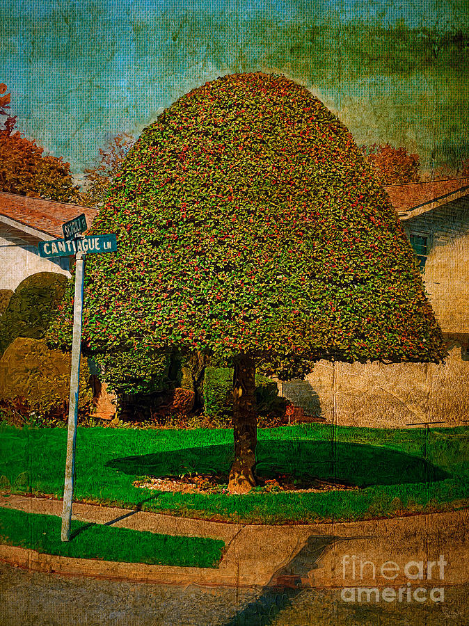The Well Groomed Tree Photograph by Jeff Breiman