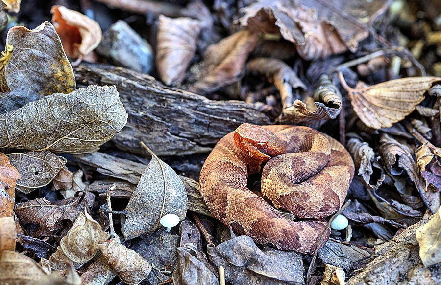 The Western Cottonmouth Photograph by JC Findley