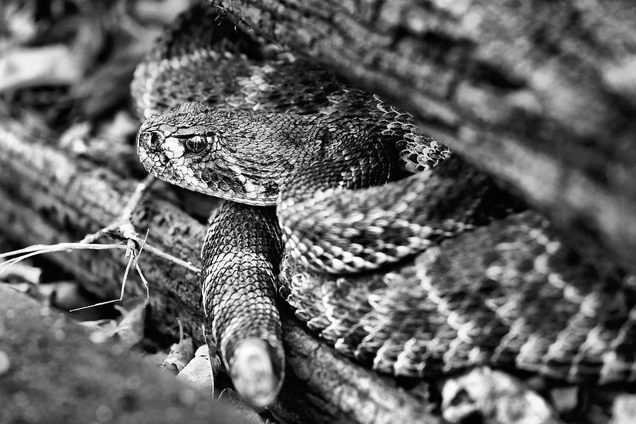 The Western Diamondback Rattlesnake Black and White Photograph by JC Findley