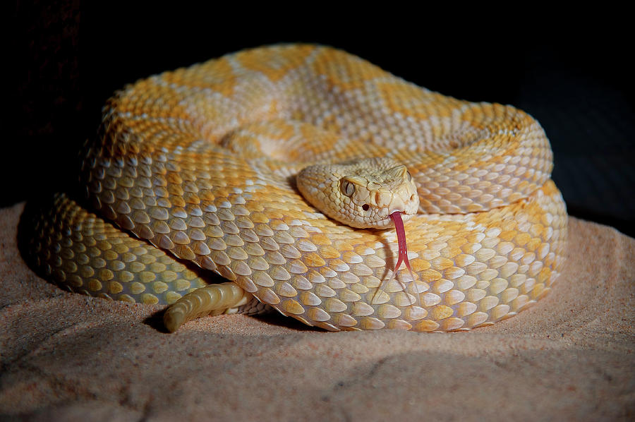 Snake Photograph - The Western Diamondback Rattlesnake by Scott Mullin