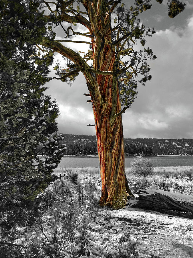 The Western juniper tree Photograph by Douglas Craig