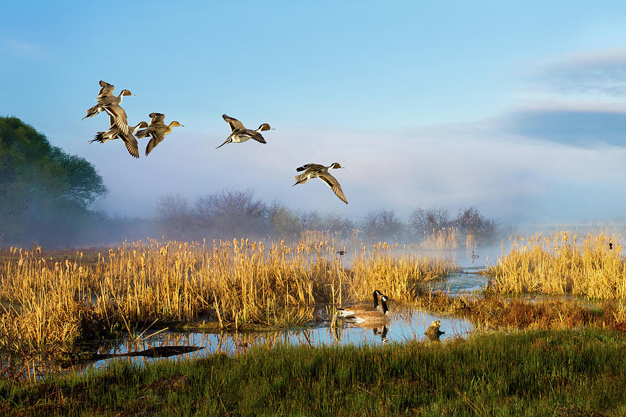 Goose Photograph - The Wetlands Crop. Heber Valley, Utah by TL Mair