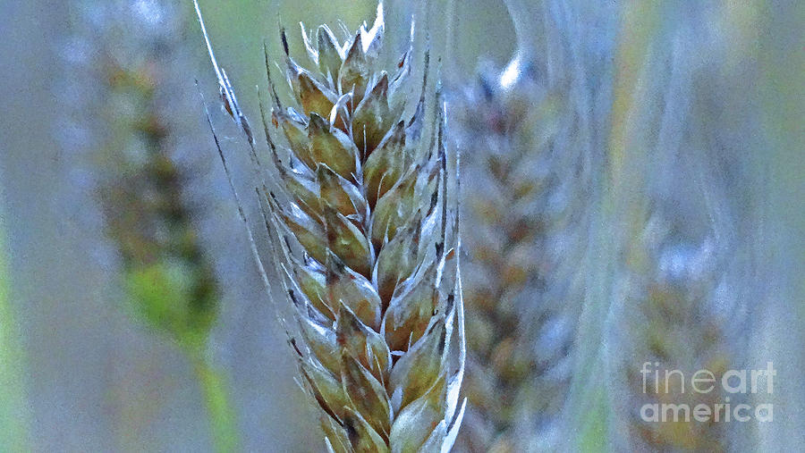 The Wheat Field 2 Photograph by Eunice Warfel