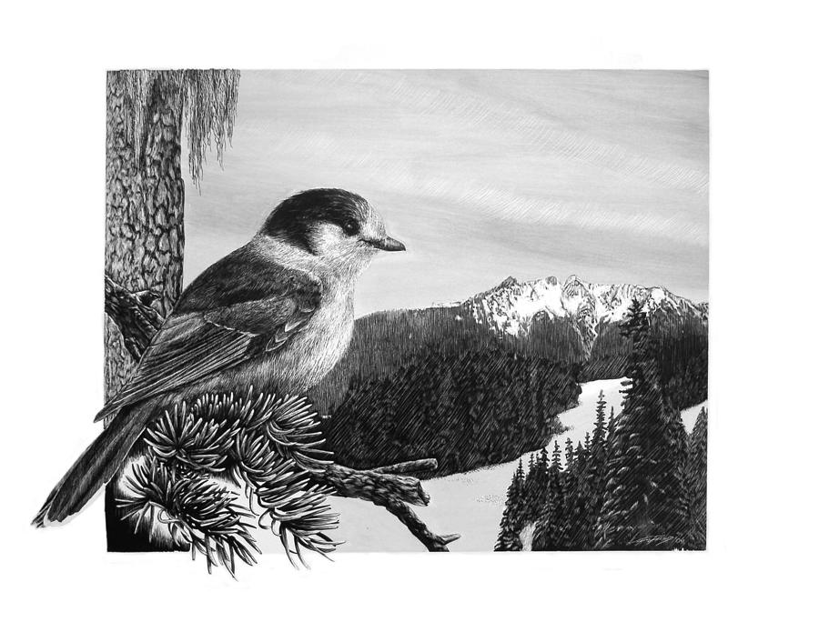 Bird Drawing - The Whiskeyjack by Logan Parsons