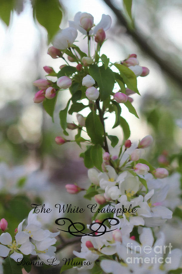 The White Crabapple Painting by Donna L Munro