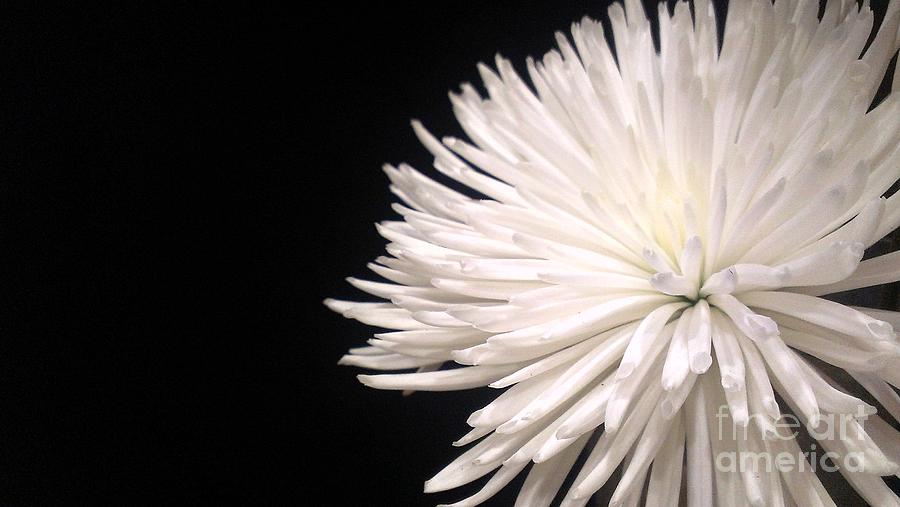 The White Dahlia Photograph by Lkb Art And Photography