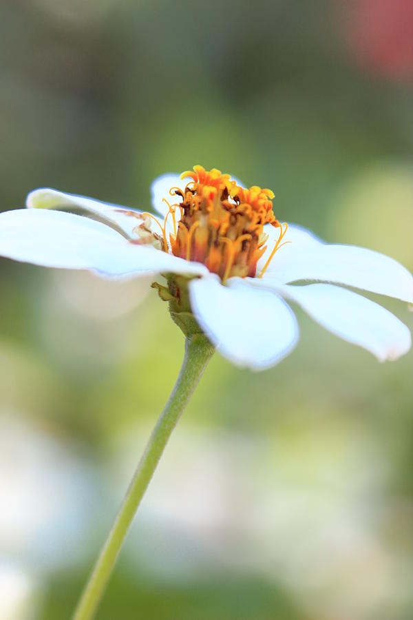 The White Flower Photograph