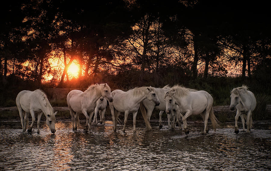 the White Herd Photograph by Wade Aiken