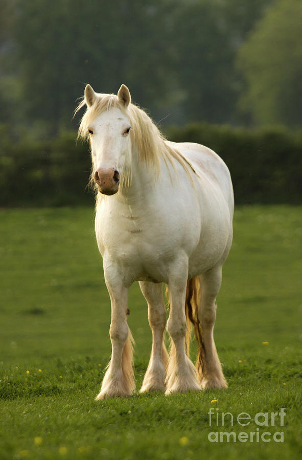 Horse Photograph - The White Horse by Ang El