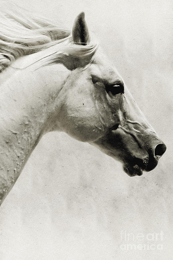 The White Horse III - Art Print Photograph by Dimitar Hristov
