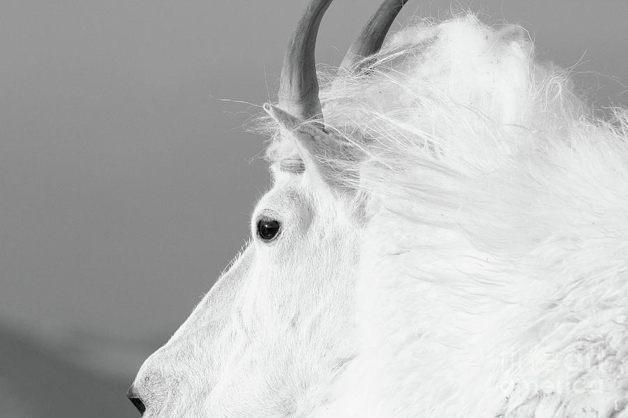 The White king Photograph by Jim Garrison