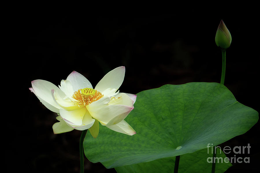 The White Lotus and a Bud Photograph by Sabrina L Ryan