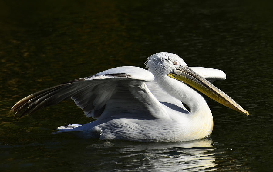 The White Pelican  Photograph by Saija Lehtonen