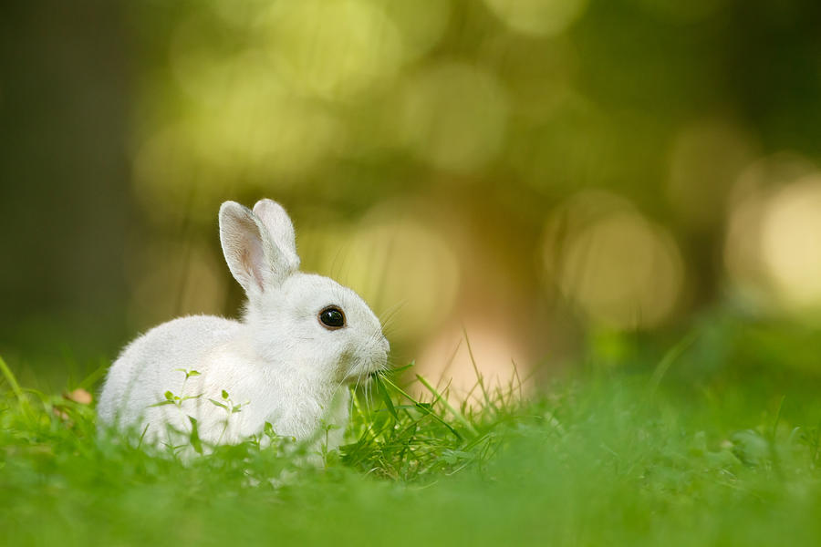 The White Rabbit Photograph by Roeselien Raimond - Fine Art America