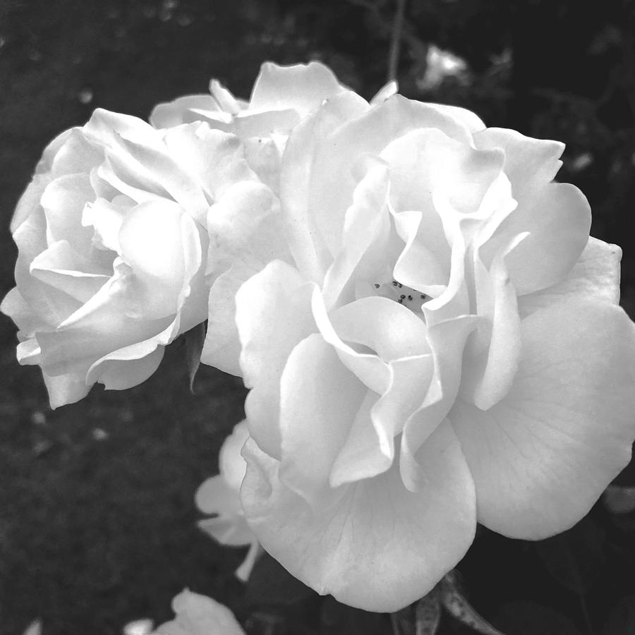The White Rose Digital Art by Kevyn Bashore