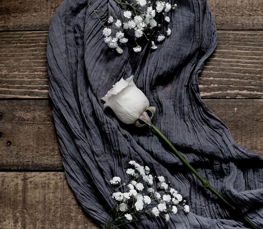 Rose Photograph - The White Rose by Kim Hojnacki