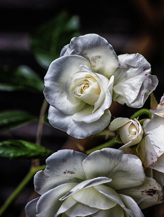 Nature Photograph - The White Rose by Martin Newman