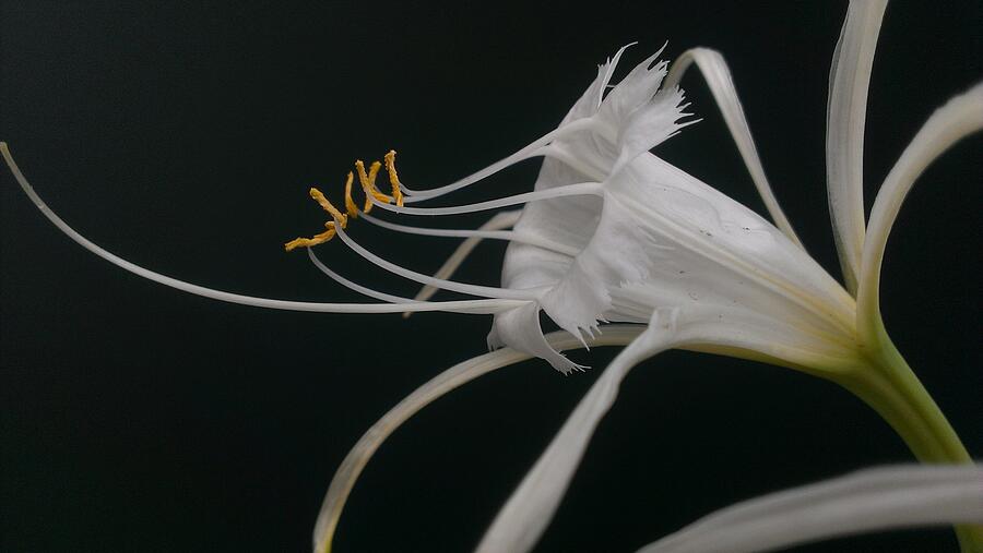 The White Spider Lily Photograph by LKB Art and Photography