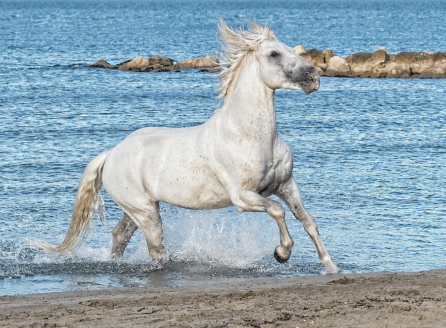 The White Stallion Emerges Photograph by Wade Aiken