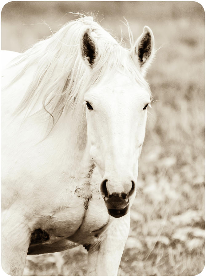 The White Stallion Photograph by Yeates Photography
