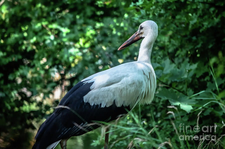 The White Stork Photograph by Michelle Meenawong