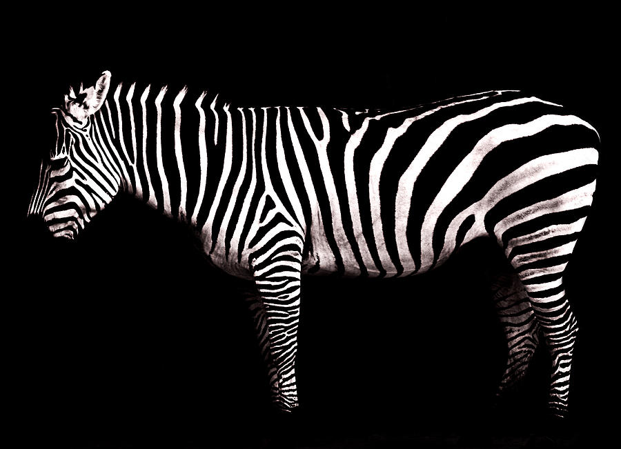 The White Stripes Photograph by Osvaldo Hamer