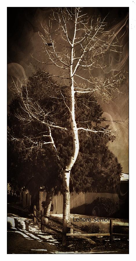 The White Tree Digital Art by Lenore Senior