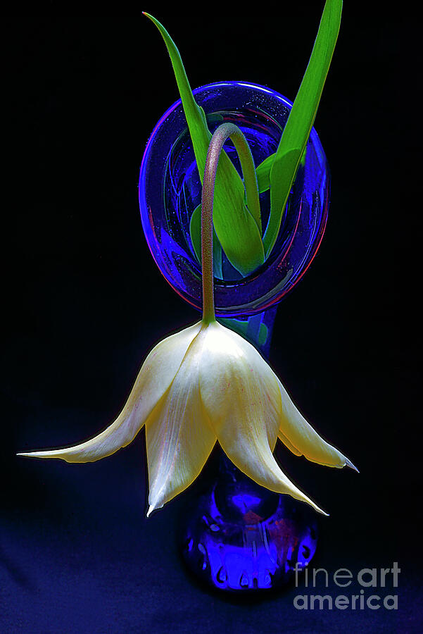 Tulip Photograph - The white tulip in a blue vase. by Alexander Vinogradov