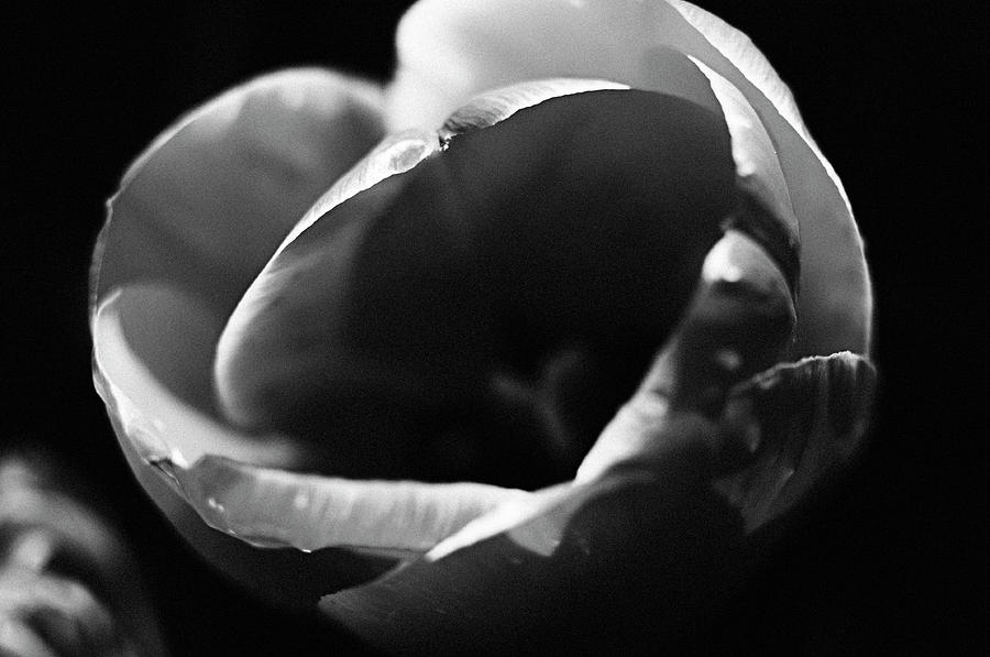 The White Tulip Photograph by Marcus Karlsson Sall