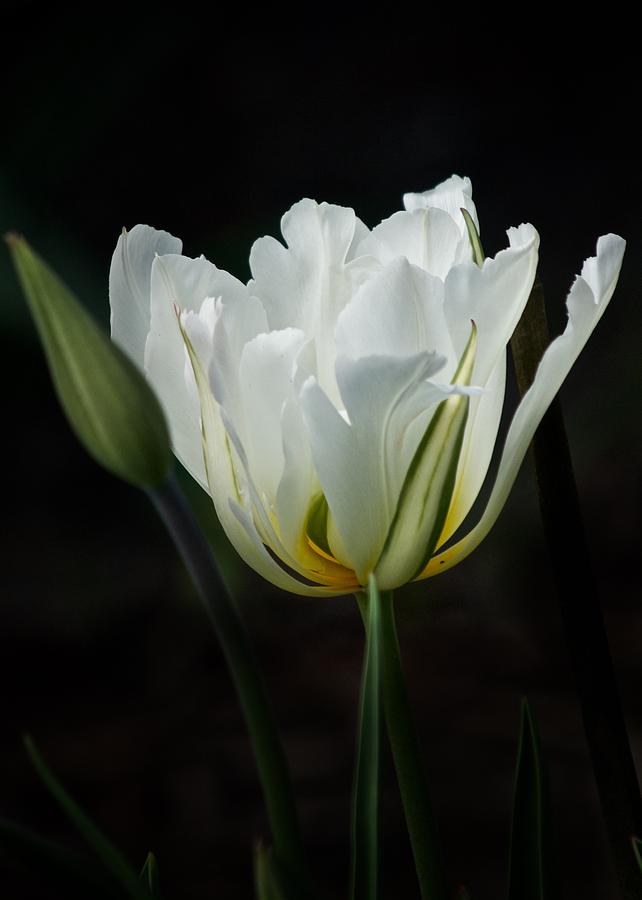 The White Tulip Photograph by Richard Cummings