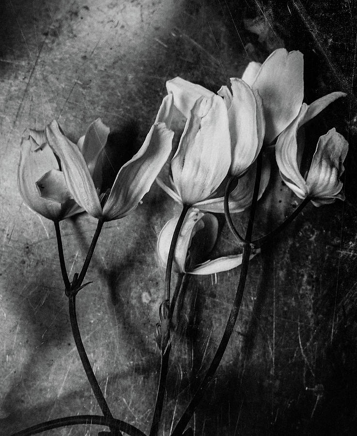 The White Tulips Photograph by Hans Castorp - Fine Art America