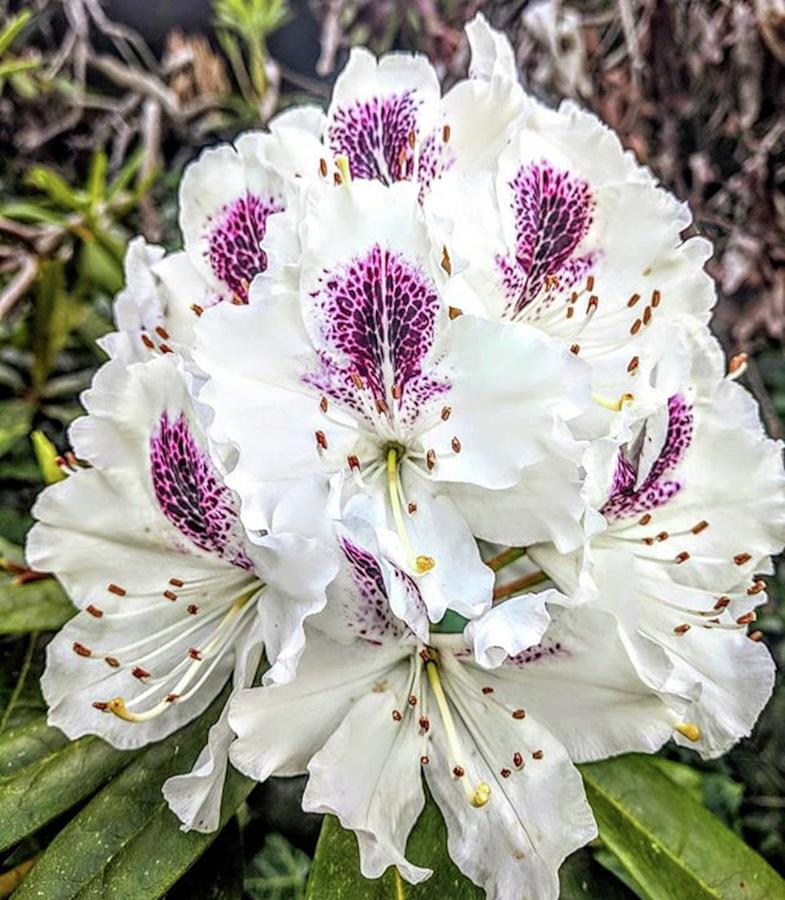 Rhododendron Photograph - White and Purple Rhododendron by Valerie Shinn
