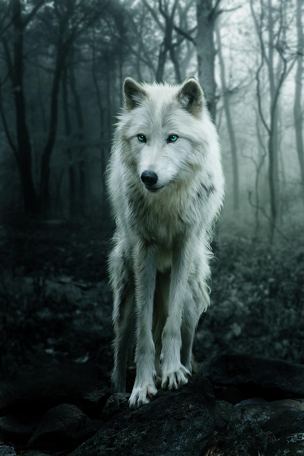 The White Wolf Digital Art By Julie L Hoddinott