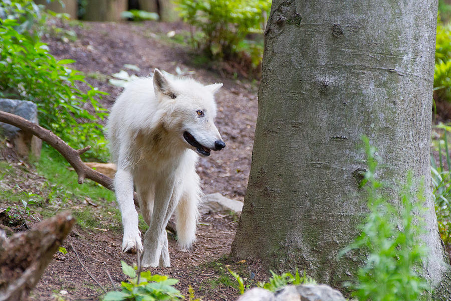 The White Wolf Photograph by SR Green